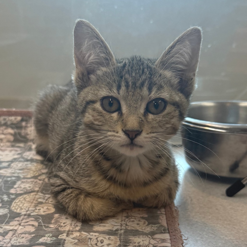 Bronte, an adoptable Domestic Short Hair in Hailey, ID, 83333 | Photo Image 1
