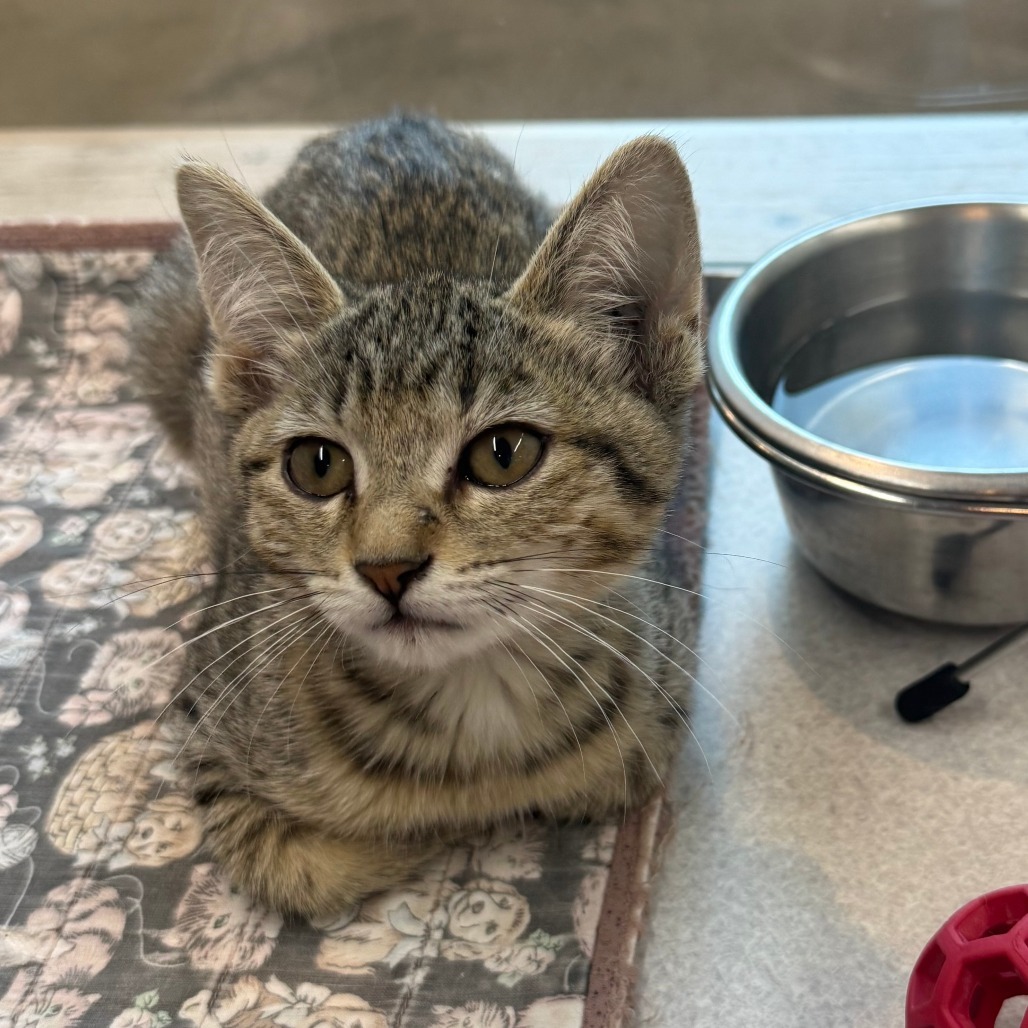 Bronte, an adoptable Domestic Short Hair in Hailey, ID, 83333 | Photo Image 2