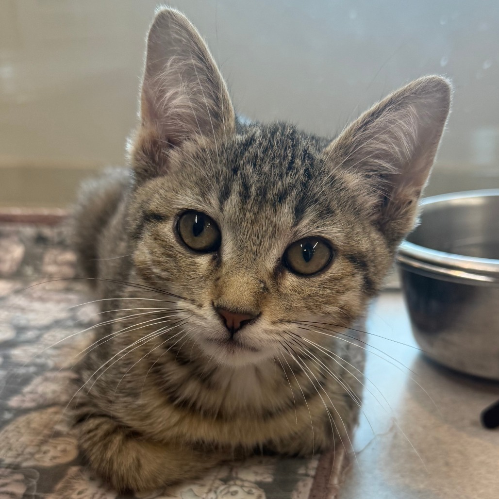 Bronte, an adoptable Domestic Short Hair in Hailey, ID, 83333 | Photo Image 3