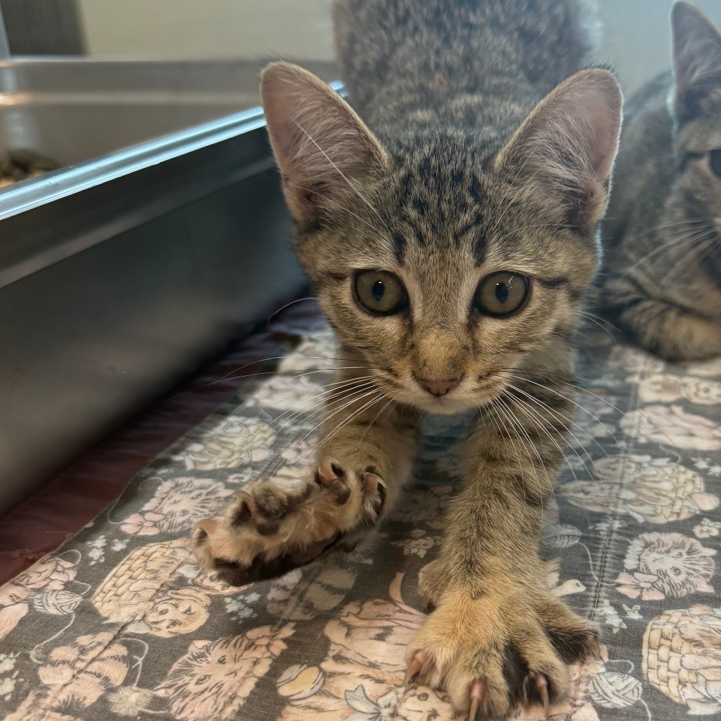 Austen, an adoptable Domestic Short Hair in Hailey, ID, 83333 | Photo Image 1
