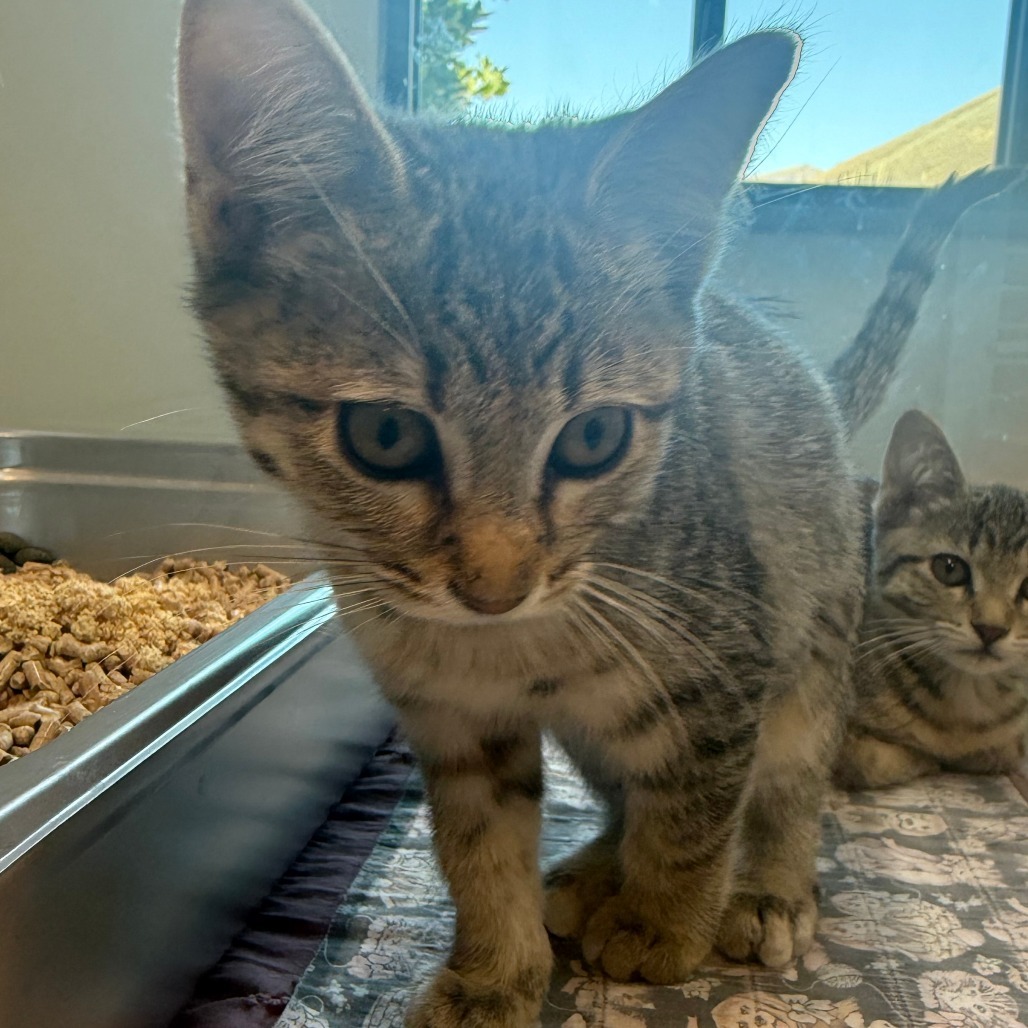 Austen, an adoptable Domestic Short Hair in Hailey, ID, 83333 | Photo Image 2