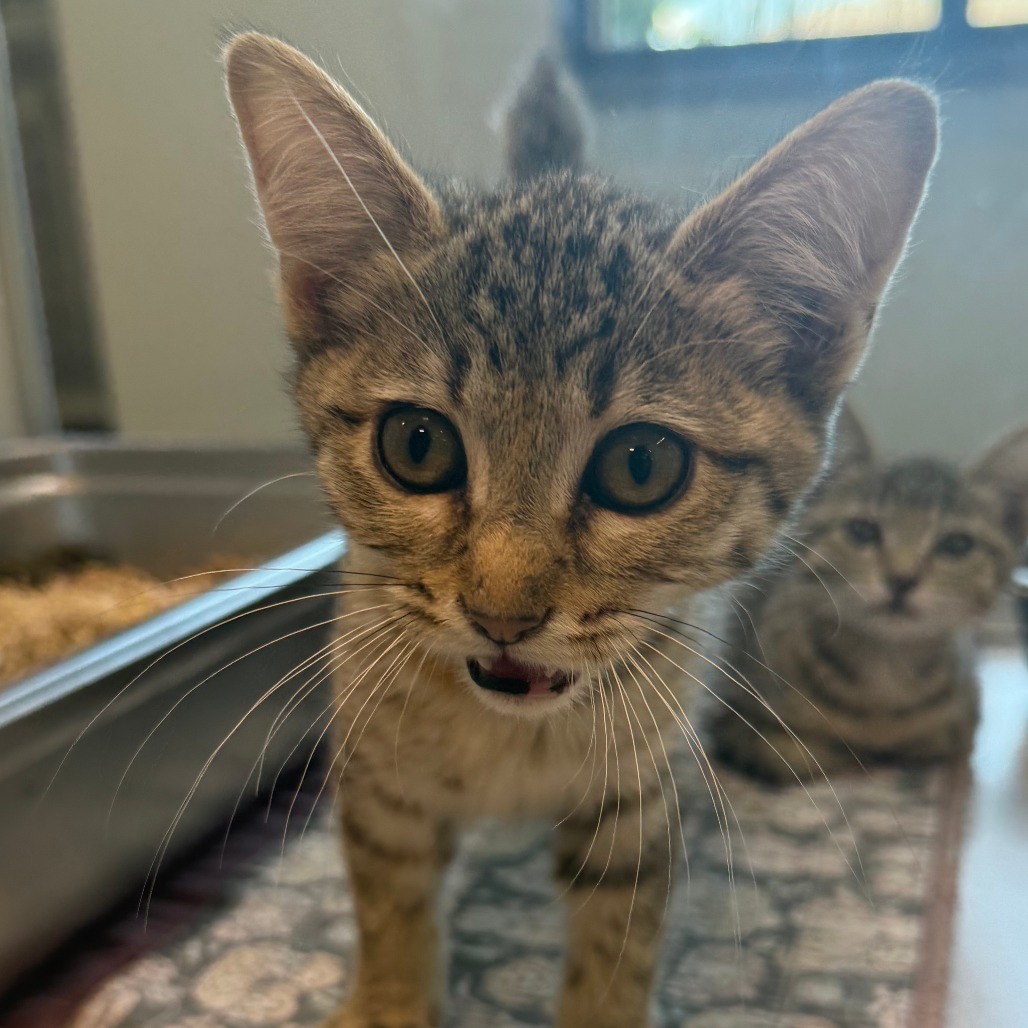 Austen, an adoptable Domestic Short Hair in Hailey, ID, 83333 | Photo Image 3