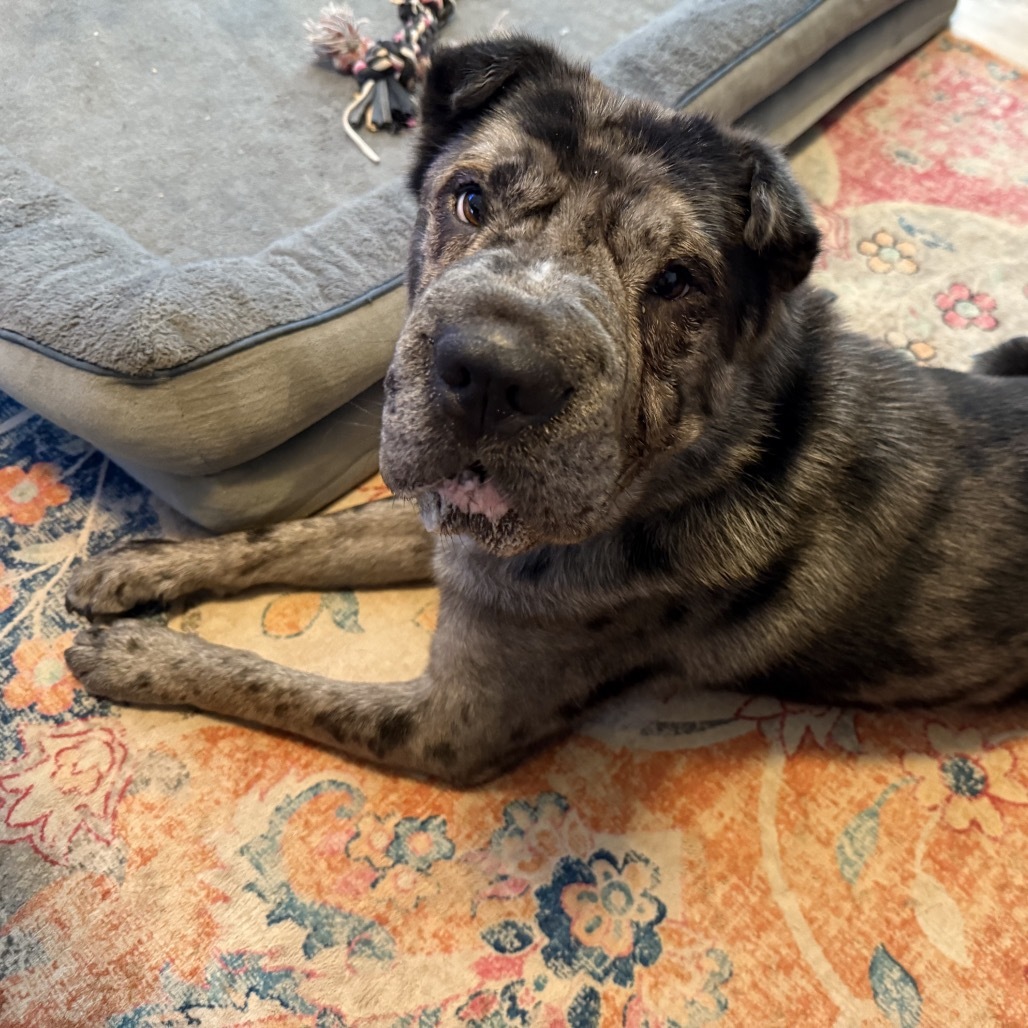 Mickey Merlin (Dallas)