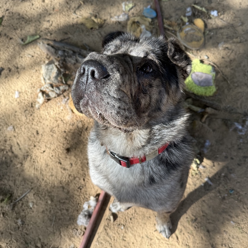 Mickey Merlin (Dallas)