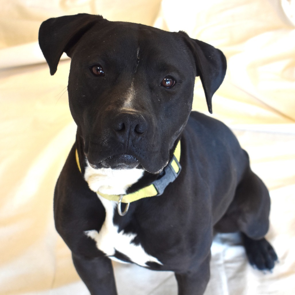 Harry, an adoptable Pit Bull Terrier in Rifle, CO, 81650 | Photo Image 1