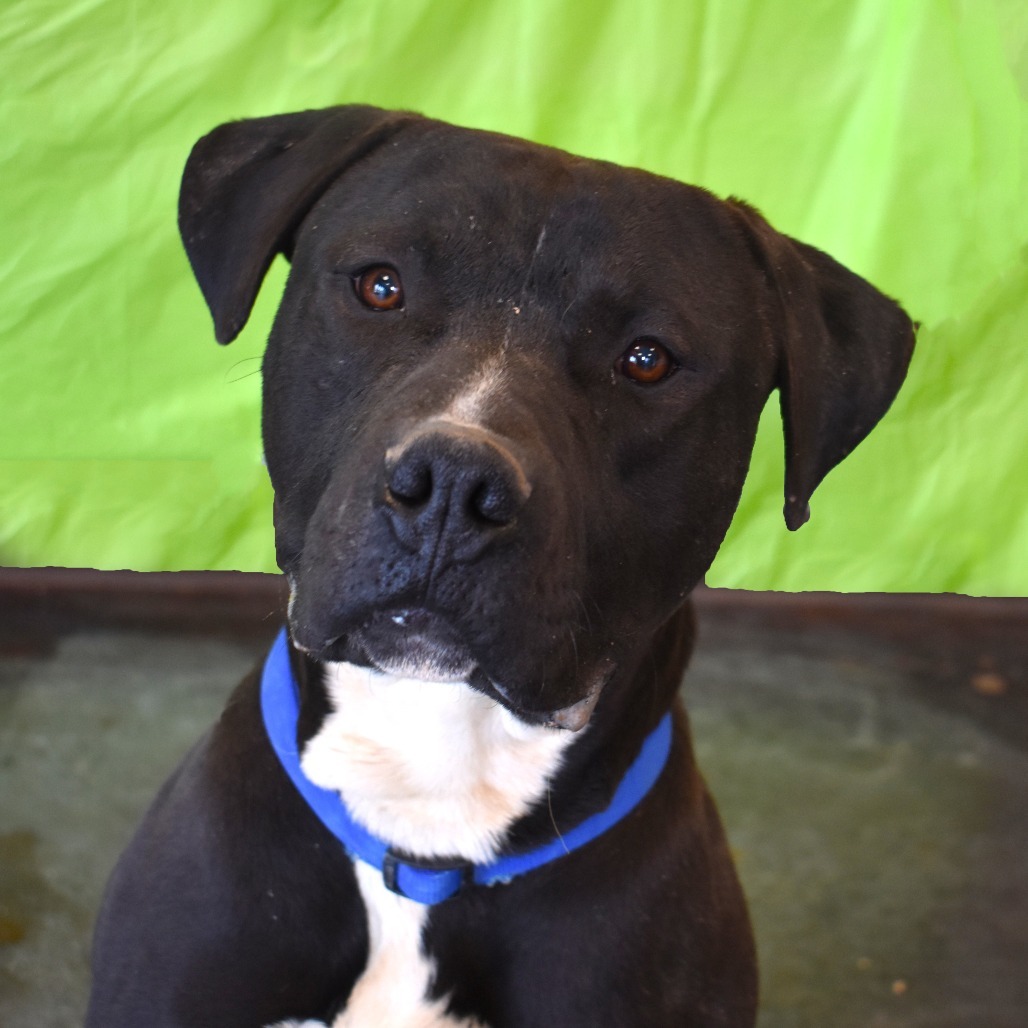 Harry, an adoptable Pit Bull Terrier in Rifle, CO, 81650 | Photo Image 5