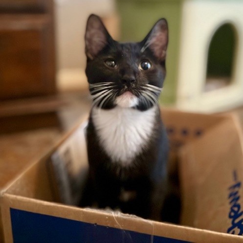 Jagger, an adoptable Domestic Short Hair in Las Vegas, NV, 89128 | Photo Image 1