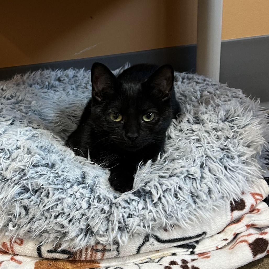 Willy Wonka, an adoptable Domestic Short Hair in Wadena, MN, 56482 | Photo Image 1