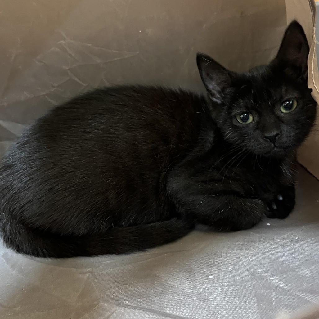 Willy Wonka, an adoptable Domestic Short Hair in Wadena, MN, 56482 | Photo Image 2