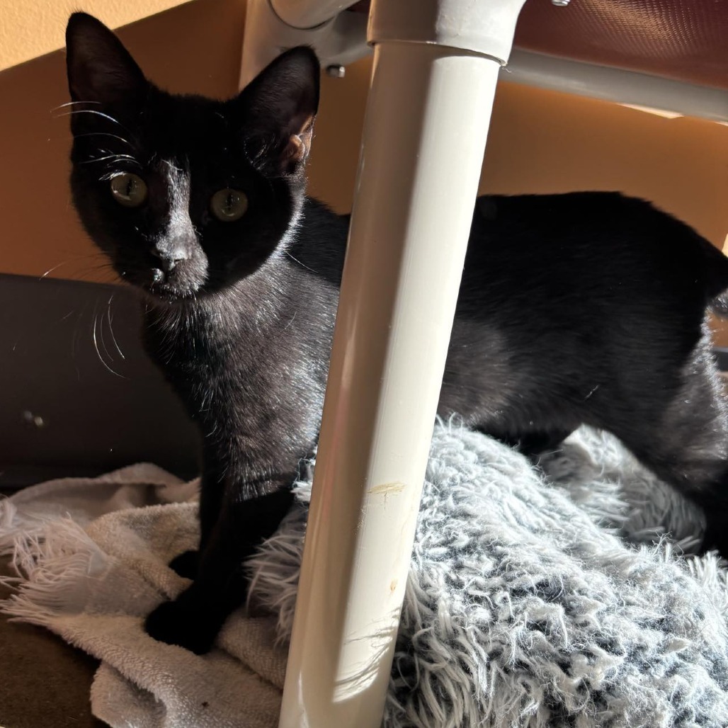 Willy Wonka, an adoptable Domestic Short Hair in Wadena, MN, 56482 | Photo Image 4