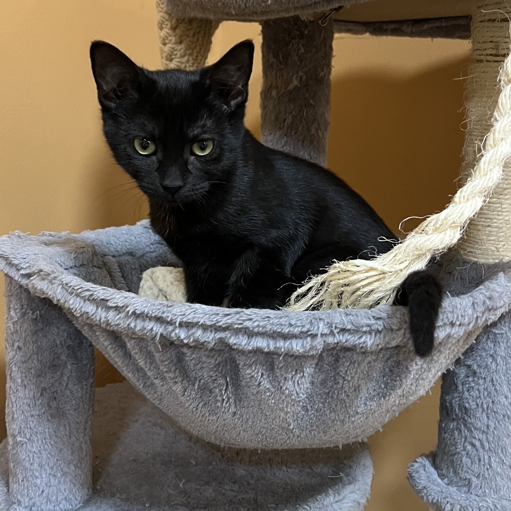 Violet, an adoptable Domestic Short Hair in Wadena, MN, 56482 | Photo Image 1
