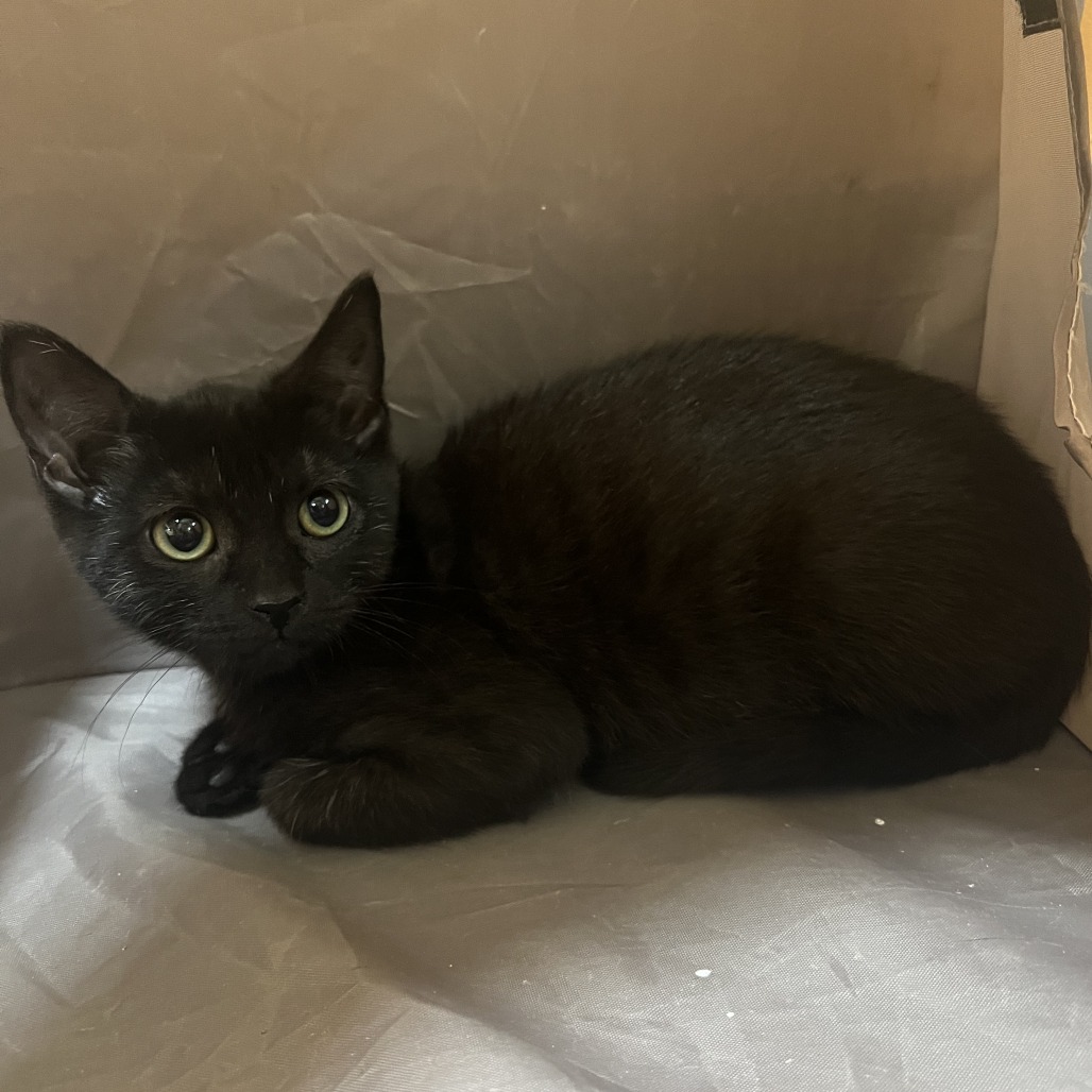 Violet, an adoptable Domestic Short Hair in Wadena, MN, 56482 | Photo Image 3