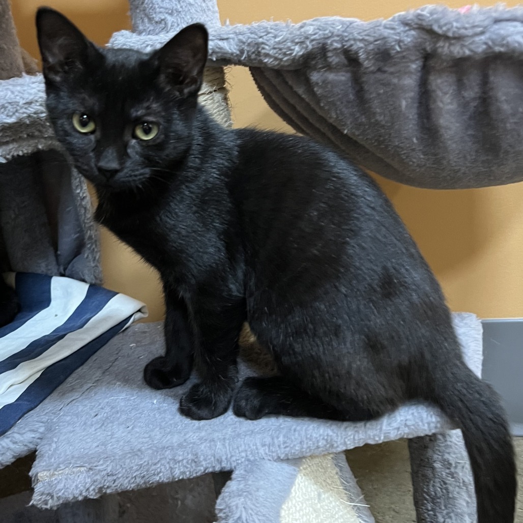 Violet, an adoptable Domestic Short Hair in Wadena, MN, 56482 | Photo Image 4