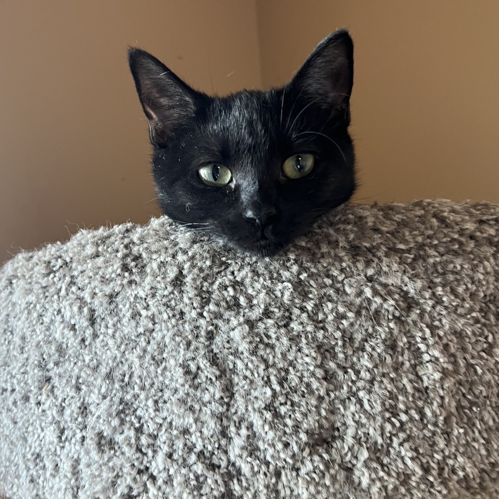 Violet, an adoptable Domestic Short Hair in Wadena, MN, 56482 | Photo Image 5