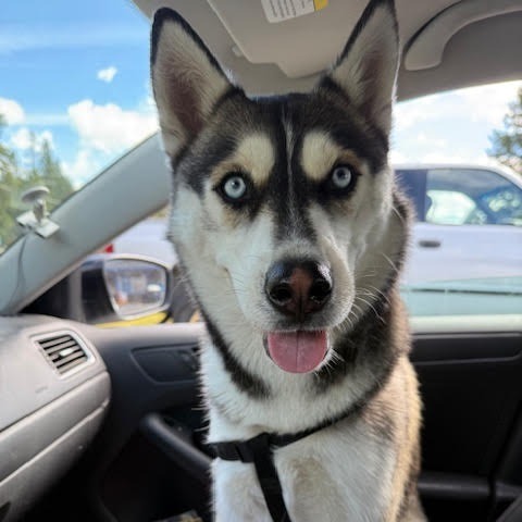 Blue, an adoptable Siberian Husky in Bend, OR, 97702 | Photo Image 1