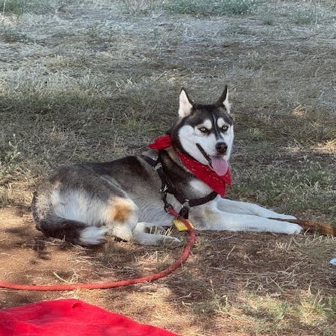 Blue, an adoptable Siberian Husky in Bend, OR, 97702 | Photo Image 2