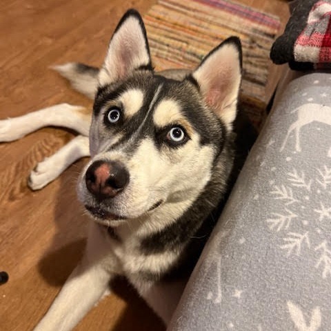 Blue, an adoptable Siberian Husky in Bend, OR, 97702 | Photo Image 3