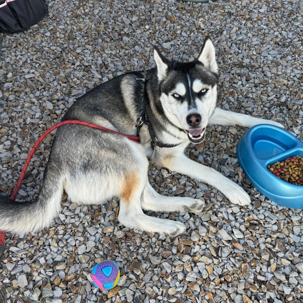 Blue, an adoptable Siberian Husky in Bend, OR, 97702 | Photo Image 4