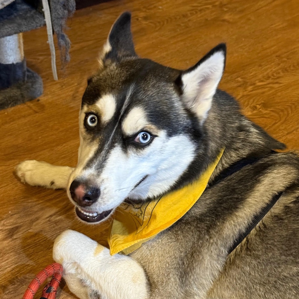 Blue, an adoptable Siberian Husky in Bend, OR, 97702 | Photo Image 5