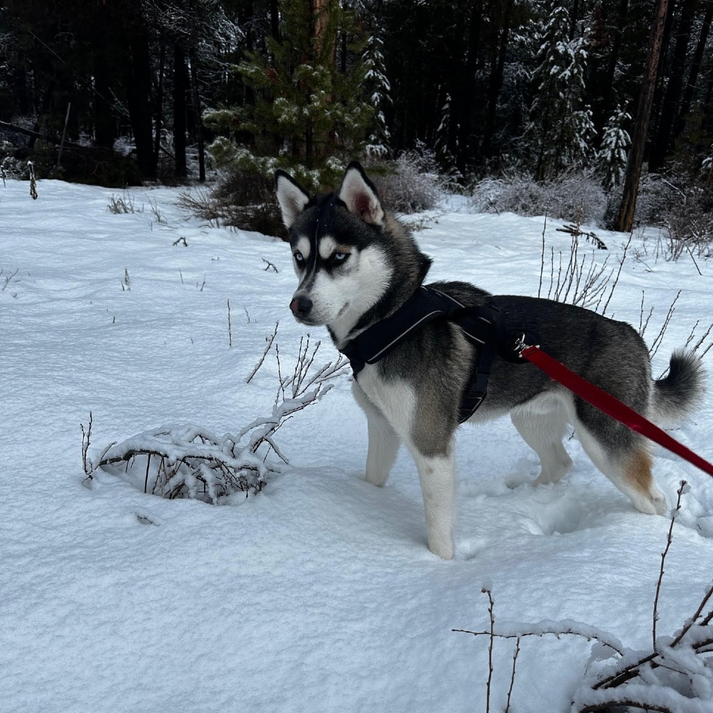 Blue, an adoptable Siberian Husky in Bend, OR, 97702 | Photo Image 6