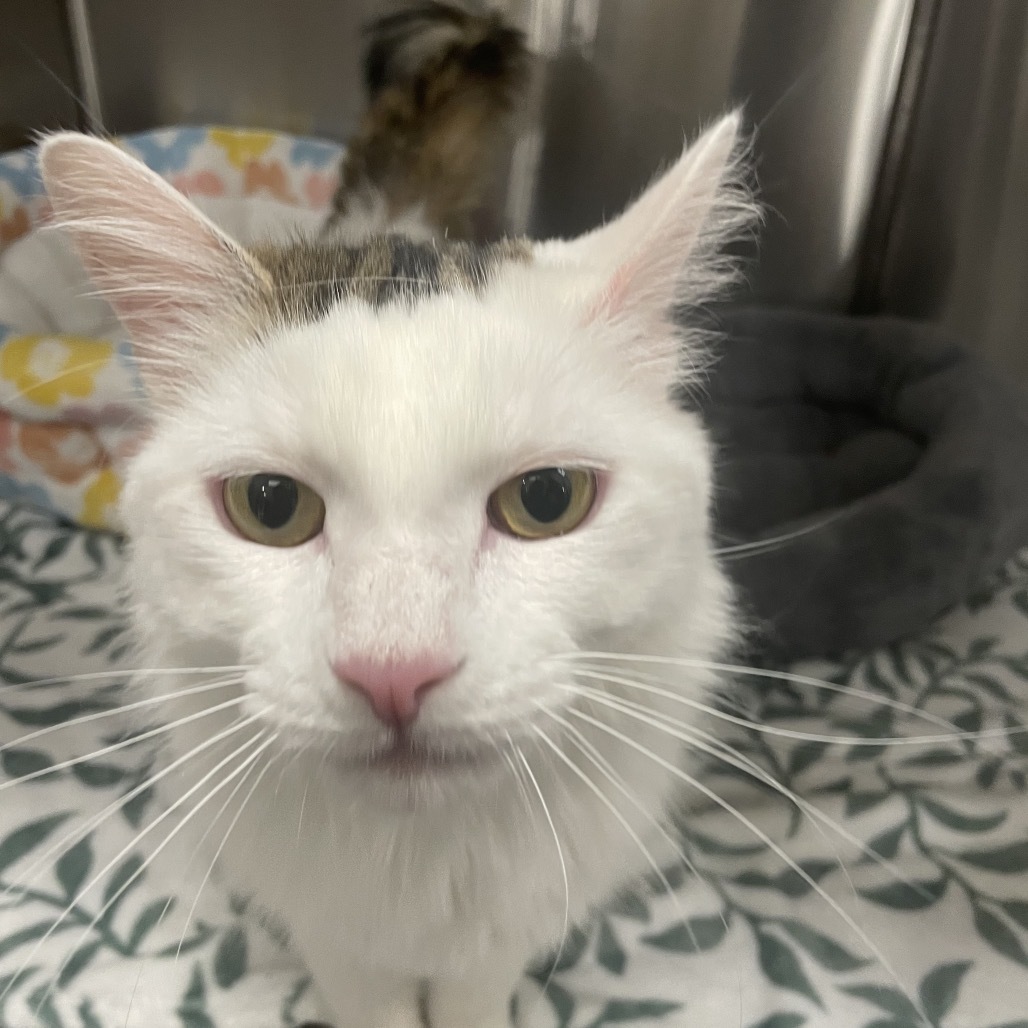 Elmer Cat Rez AZ, an adoptable Domestic Medium Hair in Las Vegas, NV, 89145 | Photo Image 1