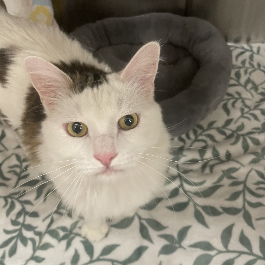 Elmer Cat Rez AZ, an adoptable Domestic Medium Hair in Las Vegas, NV, 89145 | Photo Image 2