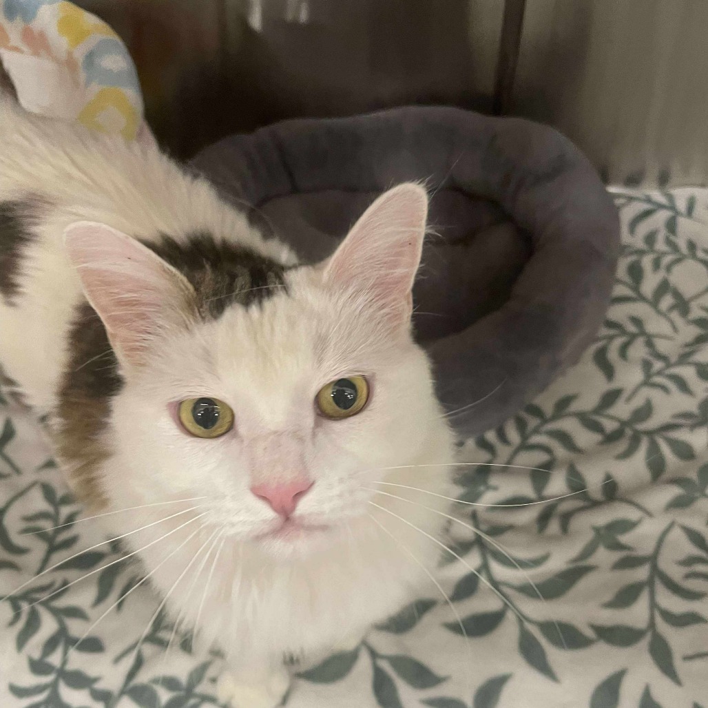 Elmer Cat Rez AZ, an adoptable Domestic Medium Hair in Las Vegas, NV, 89145 | Photo Image 3