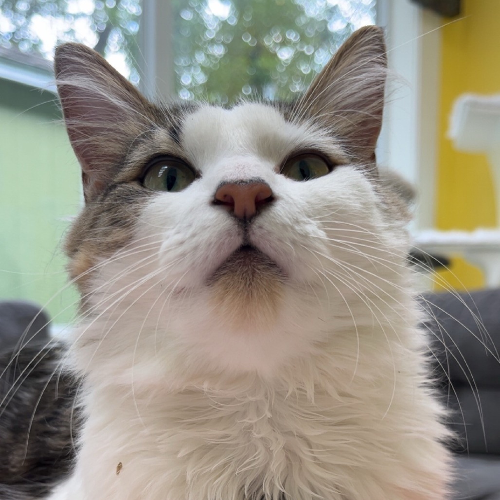 Lulu