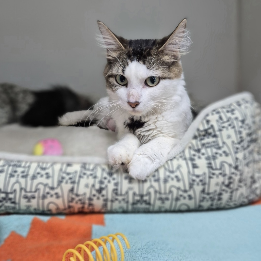 Lulu