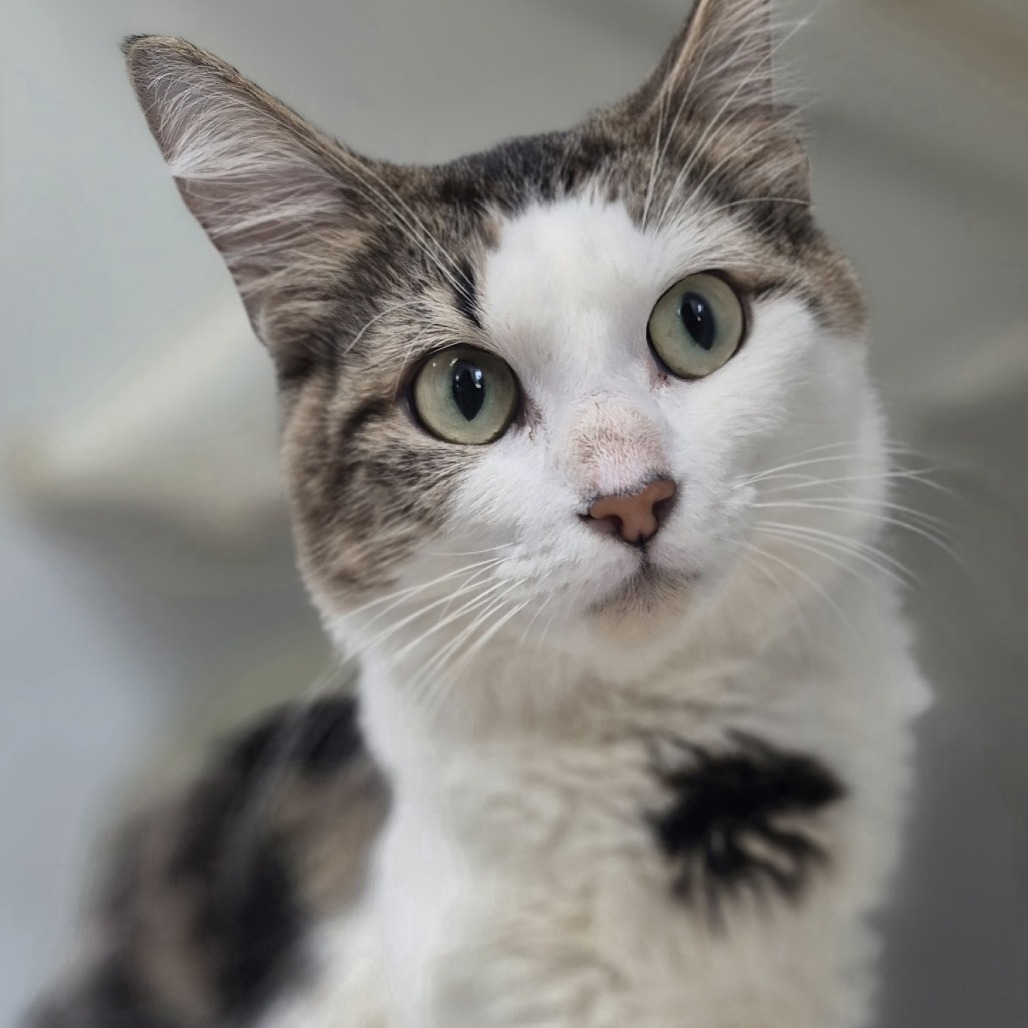 Lulu