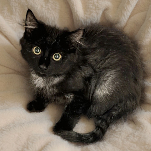 Jet