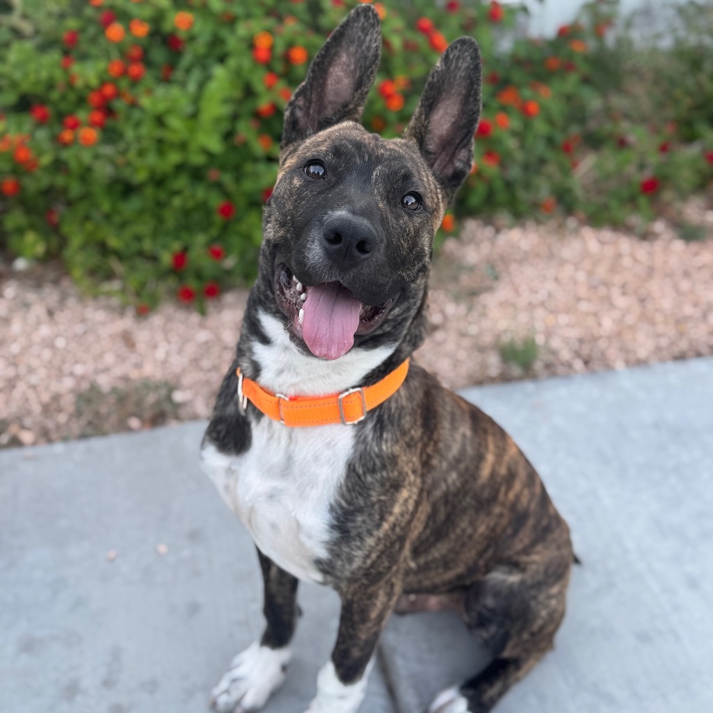 Zuko