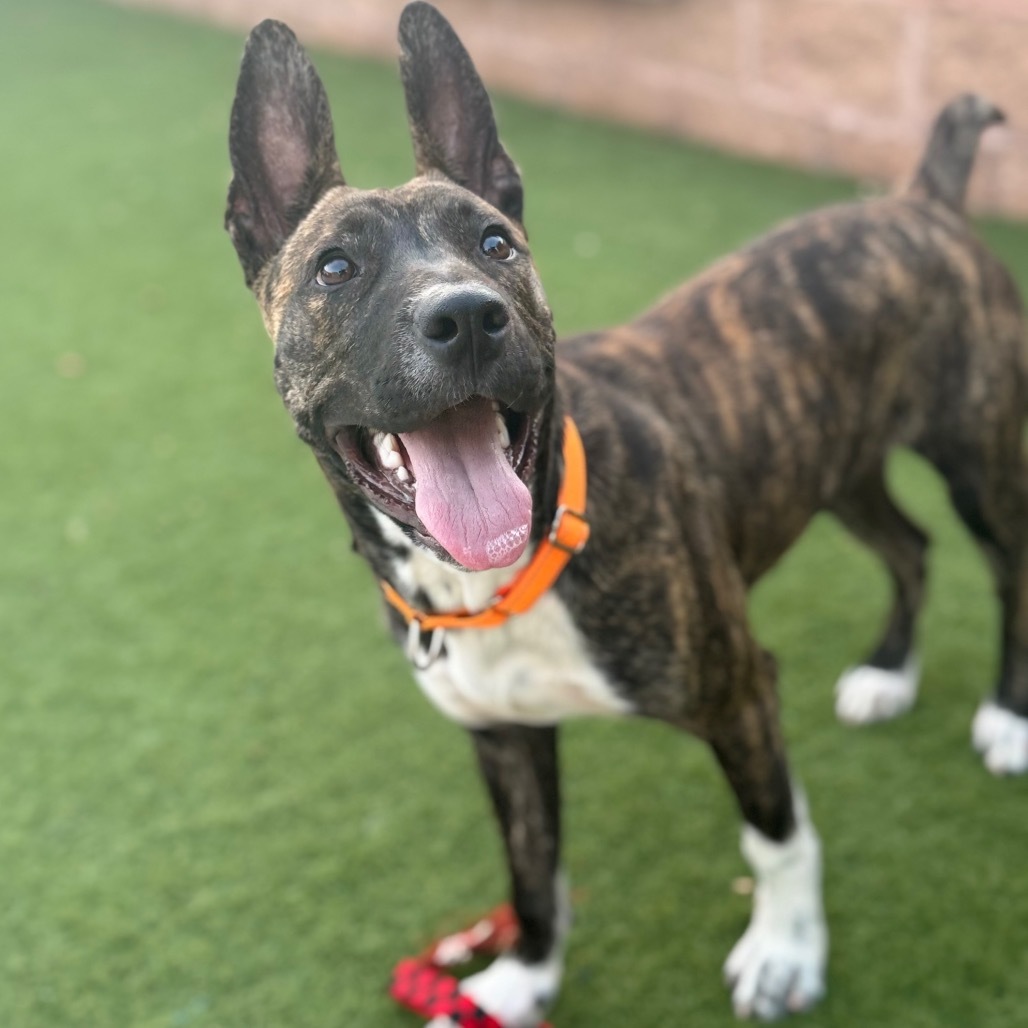 Zuko