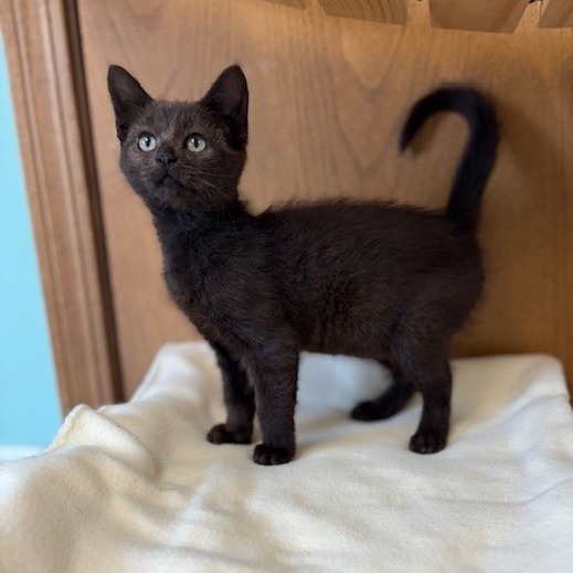 Petra--In Foster