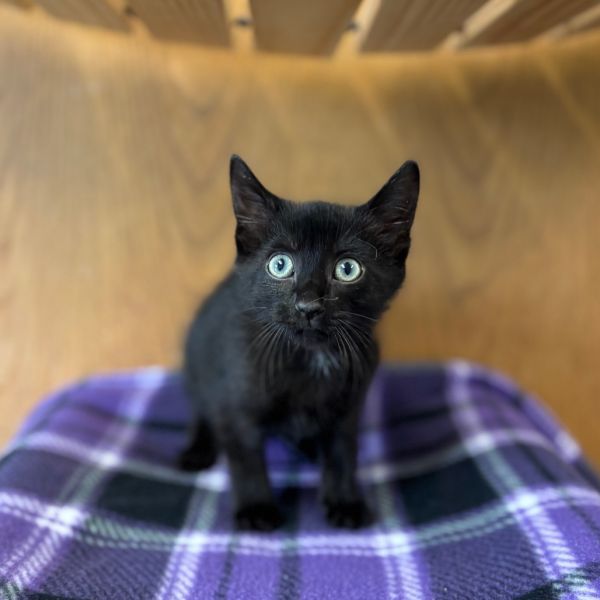 Osha--In Foster