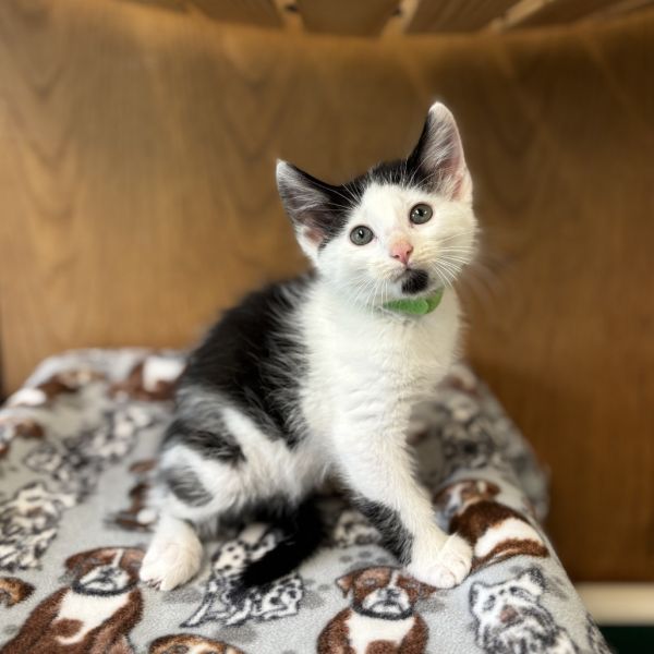 Oxheart--In Foster***ADOPTION PENDING***