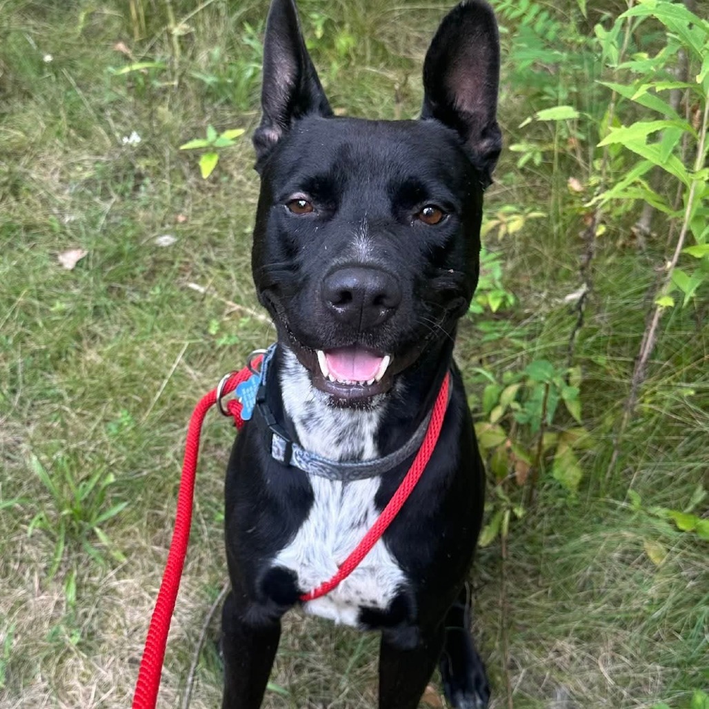 Rambo