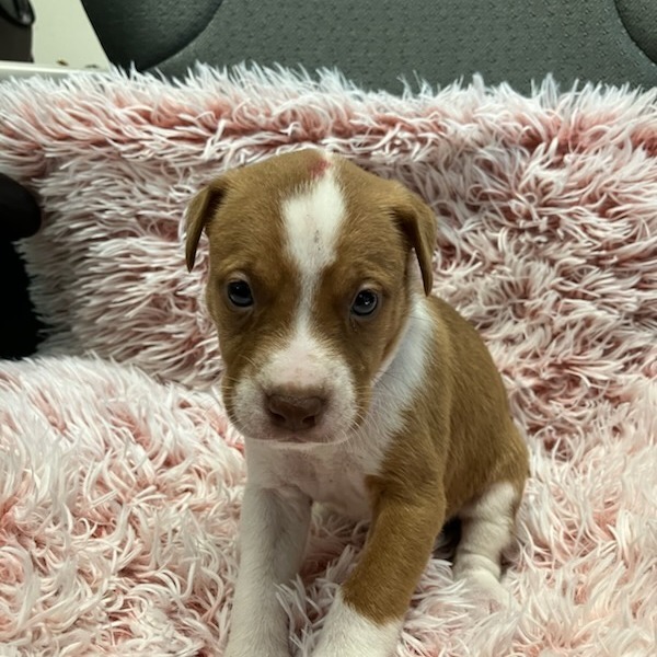 #4 Boxer Mix