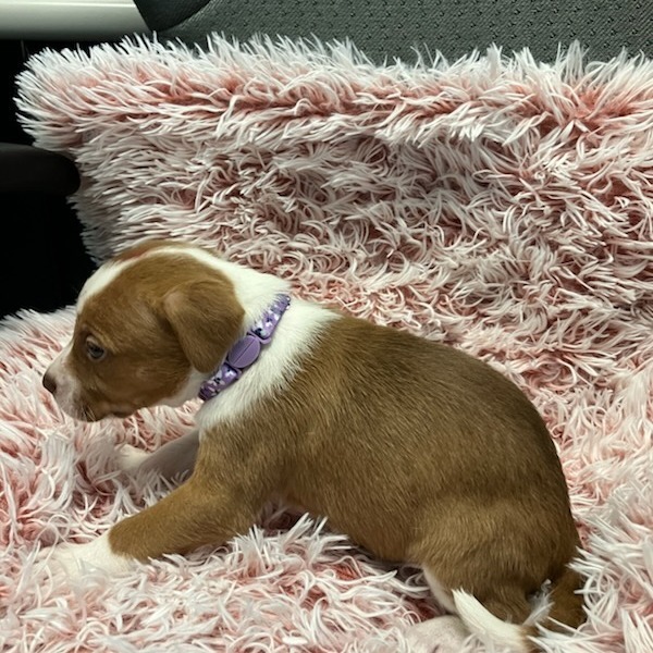 #4 Boxer Mix
