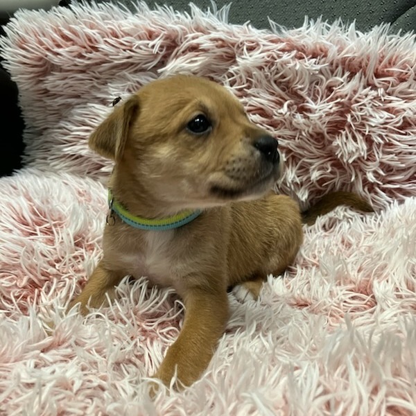#7 Boxer Mix