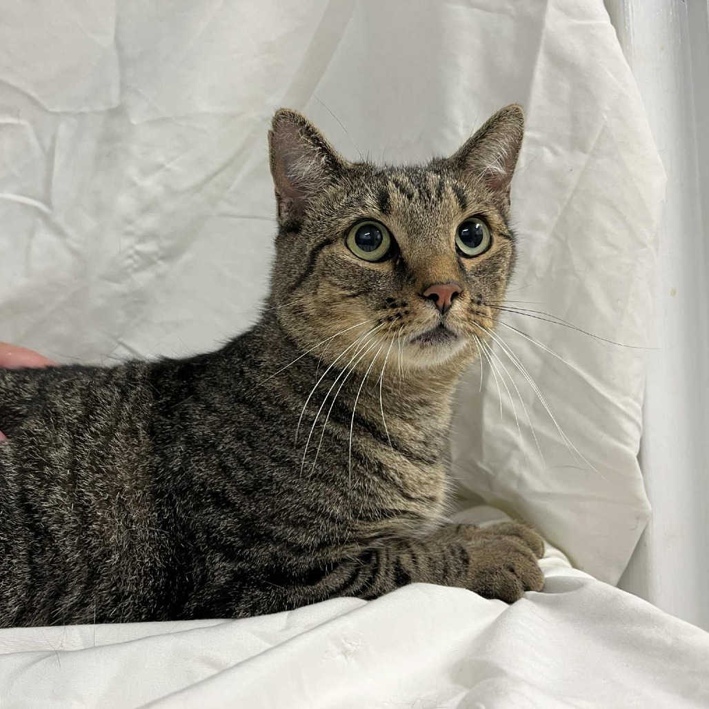SVAS-Stray-37519