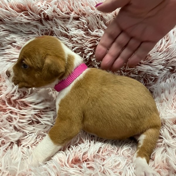 #2 Boxer Mix