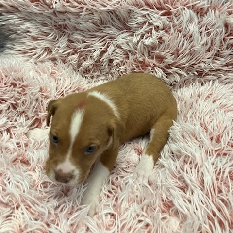 #2 Boxer Mix