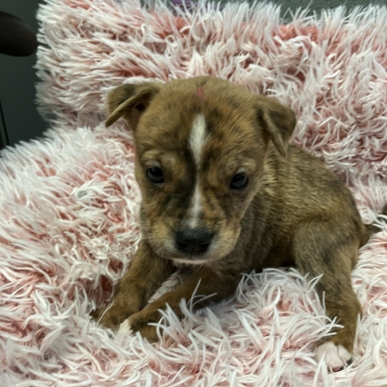 #10 Boxer Mix