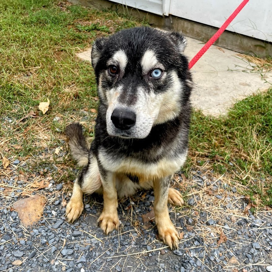 SVAS-Stray-37521