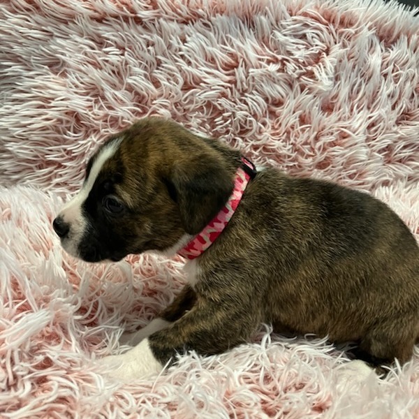 #1 Boxer Mix