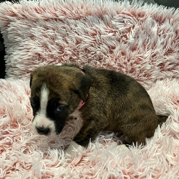 #1 Boxer Mix