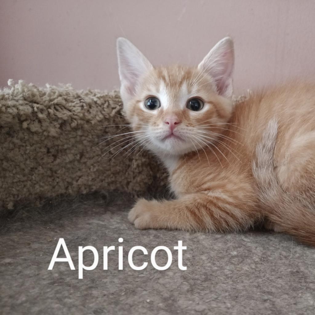 Apricot Llanos