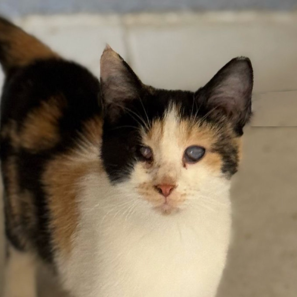 Lorelei (Lola) Kuwait