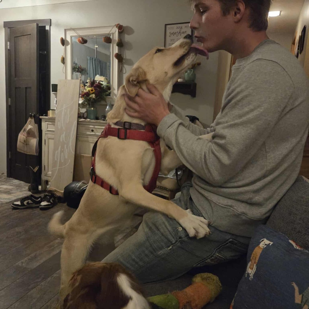 Lucy, an adoptable Cattle Dog, Yellow Labrador Retriever in Cloquet, MN, 55720 | Photo Image 6